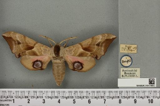 Smerinthus ocellata ab. pallida Tutt, 1902 - NHMUK_010474803_525139