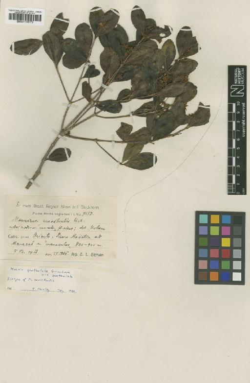 Mouriri spathulata subsp. spathulata Griseb. - BM001008173