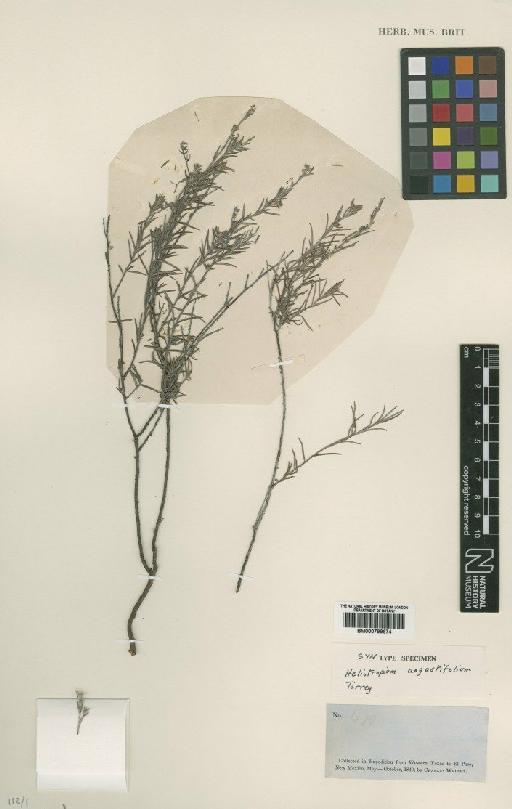 Heliotropium angustifolium Torr - BM000799674