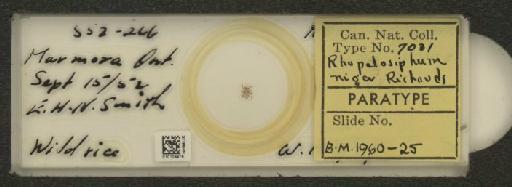Rhopalosiphum niger Richards, 1960 - 010104476_112775_1095921