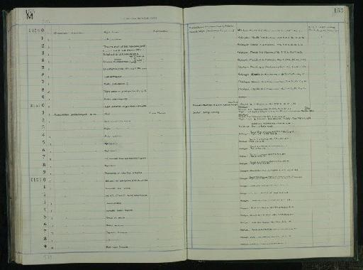 Megapedetes pentadactylus MacInnes, 1957 - NHM-UK_P_DF118_03_35_0309