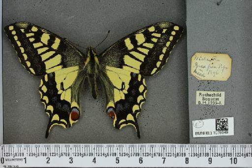 Papilio machaon britannicus Seitz, 1907 - BMNHE_1079349_64247