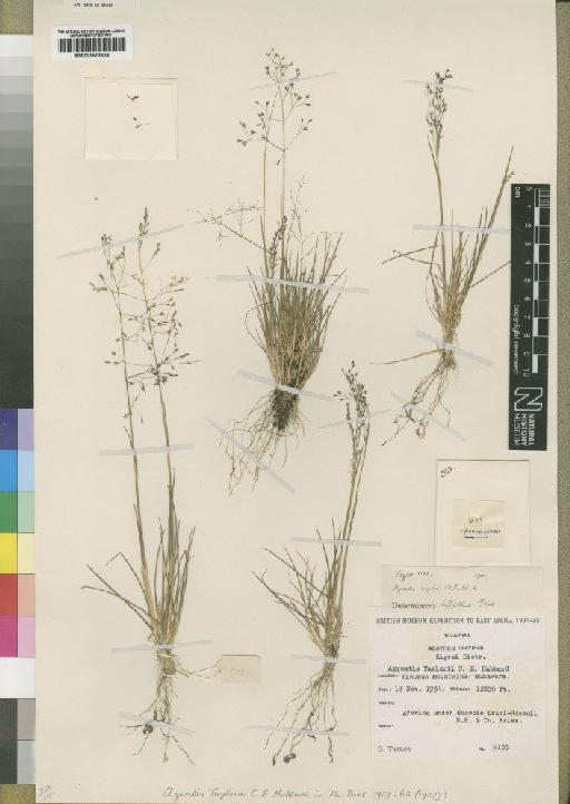 Agrostis taylori C.E.Hubb. - BM000922809