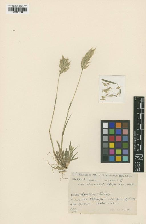 Bromus mollis L. - BM000959433