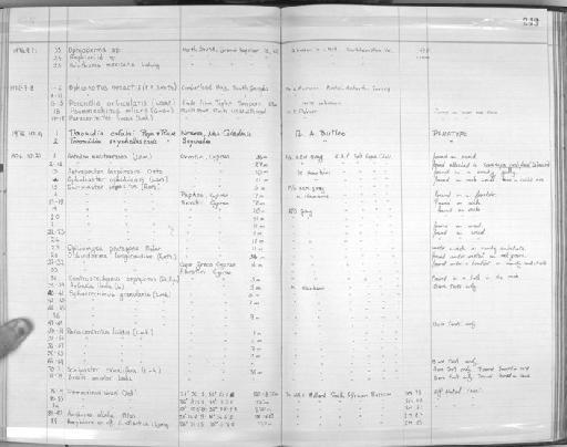Amphiura albella Mortensen, 1933 - Zoology Accessions Register: Echinodermata: 1935 - 1984: page 243