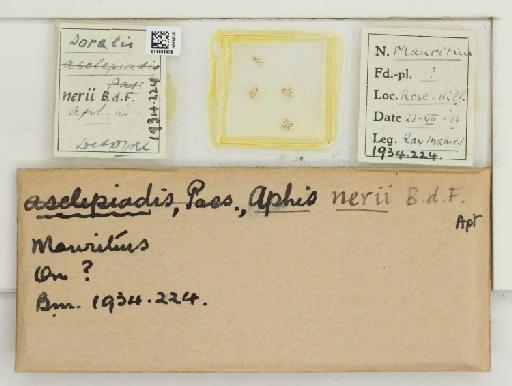 Aphis nerii Fonscolombe, 1841 - 014866478_112480_1092919_157799_NoStatus