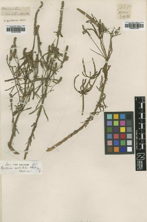 Dysophylla cruciata Benth. - BM000950358