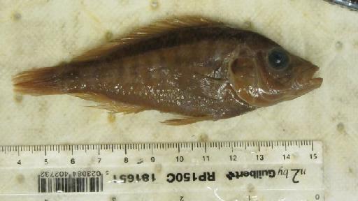 Haplochromis theliodon Greenwood, 1960 - BMNH 1959.4.28.163, HOLOTYPE, Haplochromis theliodon