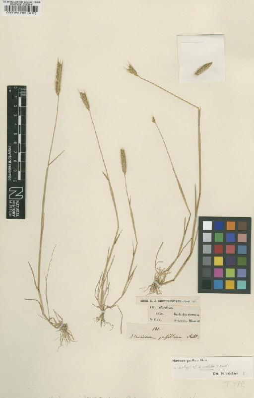 Hordeum pusillum Nutt. - BM000084764 (2)