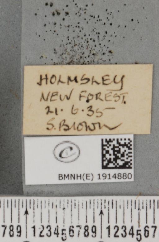 Ematurga atomaria (Linnaeus, 1758) - BMNHE_1914880_label_487193