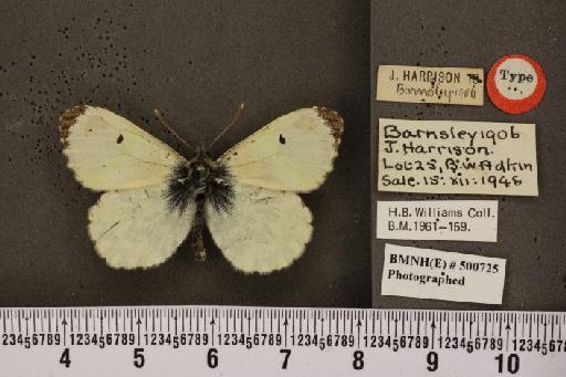 Anthocharis cardamines britannica ab. deaurata Williams, 1959 - BMNHE_500725_66663