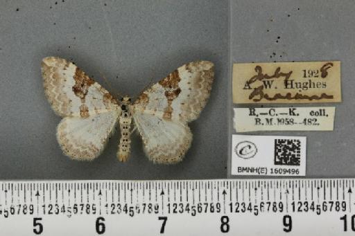 Xanthorhoe montanata montanata ab. approximata Lempke, 1950 - BMNHE_1609496_312148
