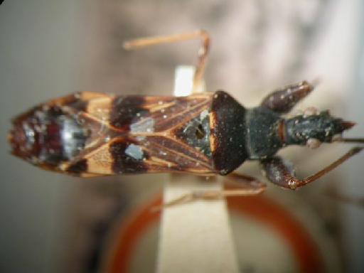 Aphanus orientalis Distant, 1904 - Hemiptera: Bedunia Not