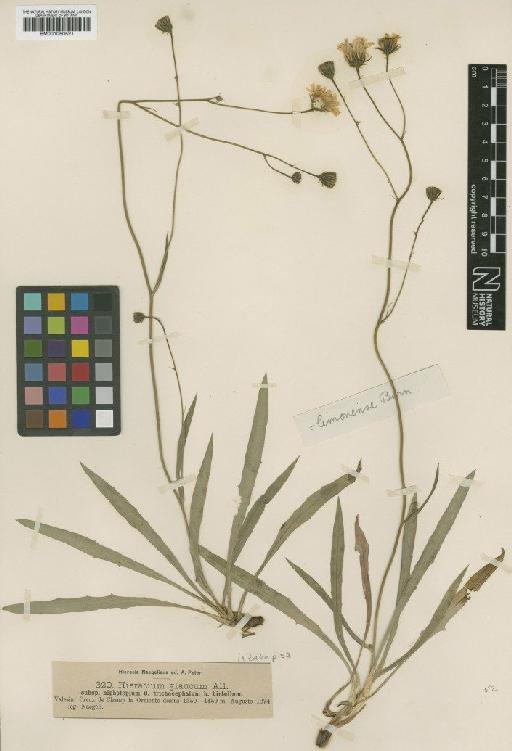 Hieracium glaucum subsp. nipholepium Nägeli & Peter - BM001050521