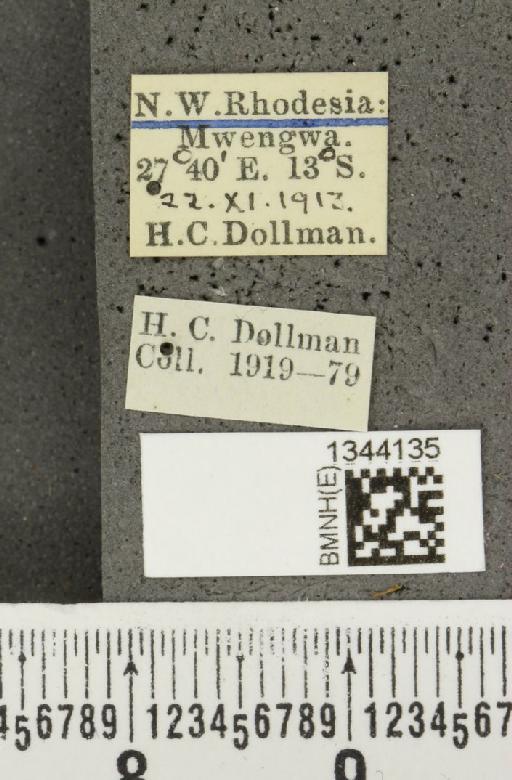 Lilioceris (Lilioceris) bohemani (Baly, 1863) - BMNHE_1344135_label_14588