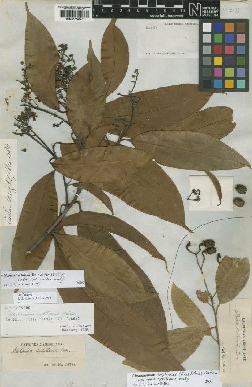 Nectandra hihua (Ruiz & Pav.) Rohwer - BM000758880