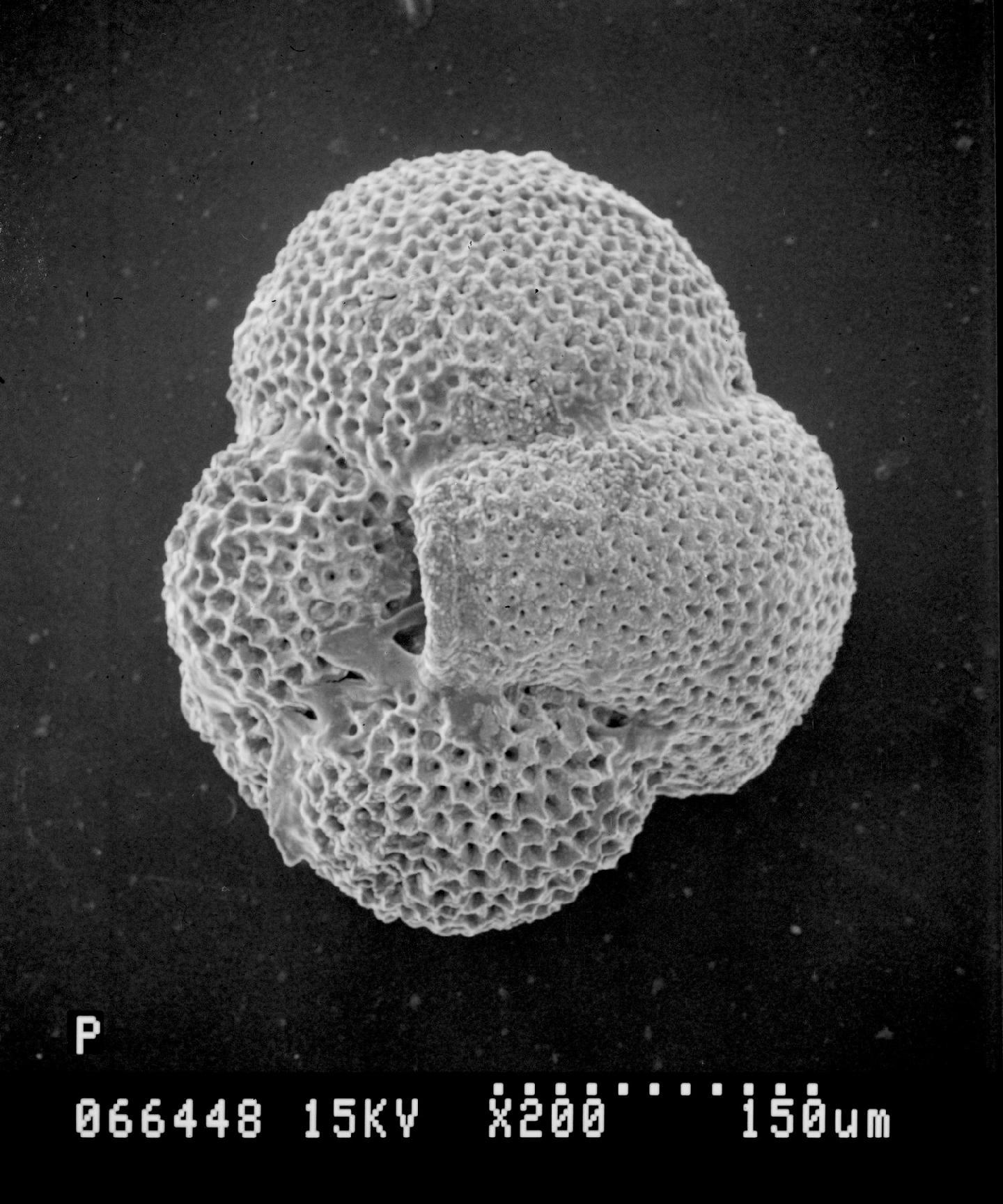 To NHMUK collection (Globigerinita africana Blow & Banner, 1962; Holotype; NHMUK:ecatalogue:2388249)