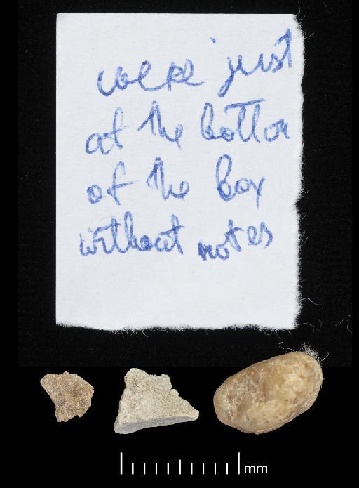 Scelidotherium leptocephalum Owen, 1840 - NHMUK PV M 82206 Bagged Fragments (3).tif