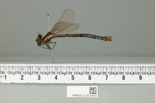 Mesopodagrion tibetanum McLachlan, 1896 - 012500459_lateral