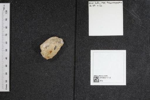 Acrodus leiodus (Smith Woodward, 1887) - 010021514_L010040363_(2)