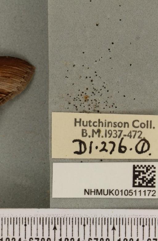 Cucullia asteris (Denis & Schiffermüller, 1775) - NHMUK_010511172_label_568902