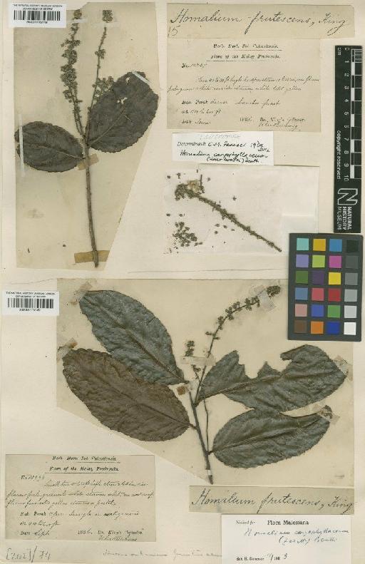 Homalium caryophyllaceum (Zoll. & Morren) Benth. - BM001115148