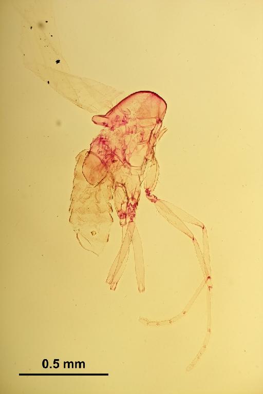 Trichomyia contigua Duckhouse, 1978 - Trichomyia_contigua-010210253-body-100_0x-scale