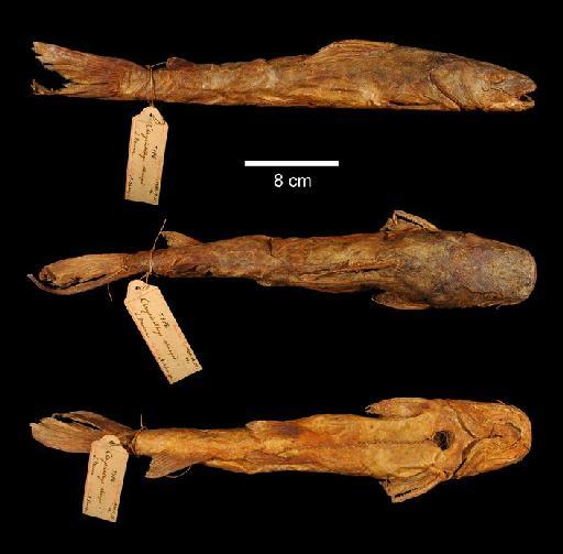 Chrysichthys sharpii Boulenger, 1901 - 1900.12.31.14; Chrysichthys sharpii; type; ACSI Project image