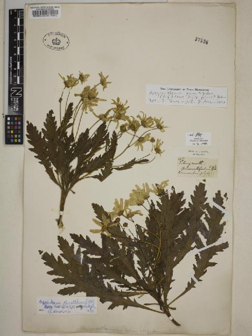 Argyranthemum pinnatifidum subsp. pinnatifidum (L.f.) Webb - 000083899