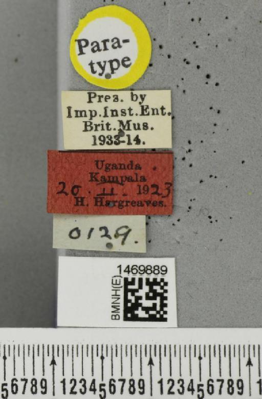 Melanagromyza chalcosoma Spencer, 1959 - BMNHE_1469889_label_45047