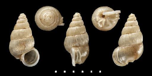 Pseudopomatias harli Páll-Gergely, 2015 - 20130423, Pseudopomatias richilaensis