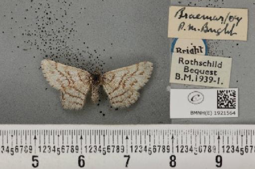 Ematurga atomaria ab. felicis Krausse, 1915 - BMNHE_1921564_486960