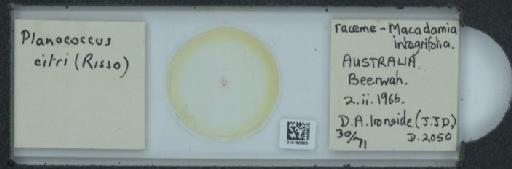 Planococcus citri Risso, 1813 - 010150593_117588_1101300
