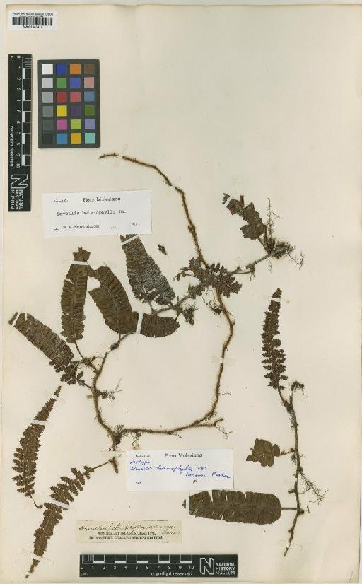 Davallia heterophylla Sm. - BM001045413