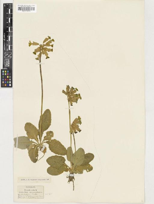 Primula veris L. - BM001036564