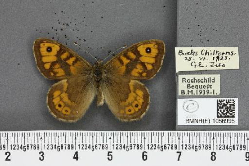 Lasiommata megera ab. postreducta Lempke, 1957 - BMNHE_1066995_30106