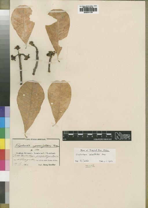 Euphorbia scheffleri Pax - BM000911254