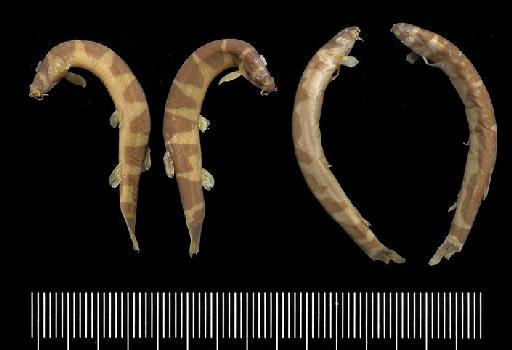 Acanthophthalmus semicinctus Fraser-Brunner, 1940 - BMNH 1938.12.1.114-115, PARATYPE, Acanthophthalmus semicinctus