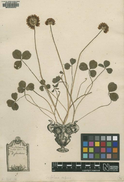 Trifolium repens L. - BM000646755