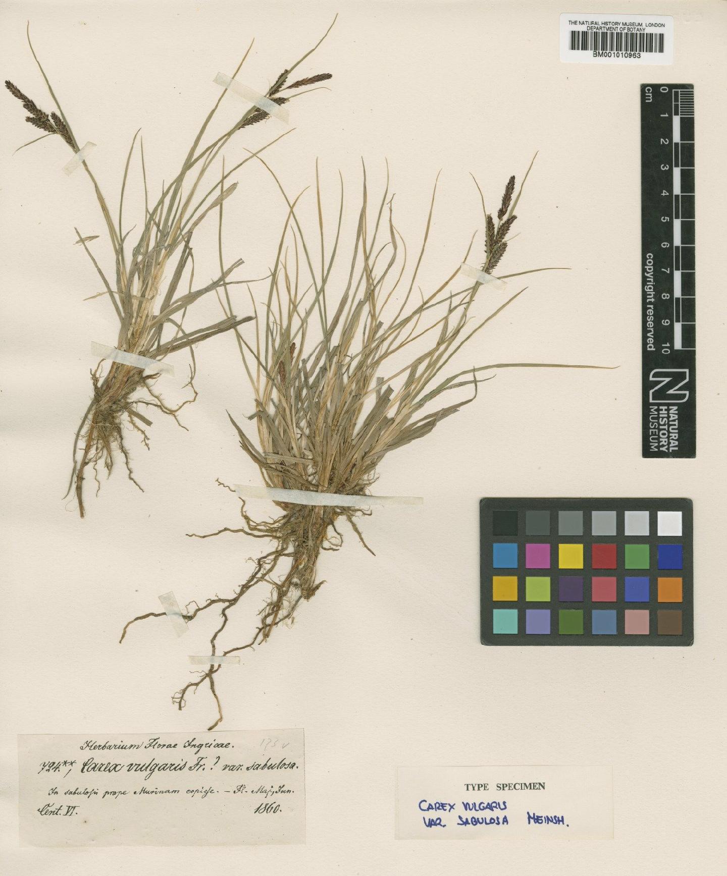 To NHMUK collection (Carex nigra (L.) Reichard; Type; NHMUK:ecatalogue:1914435)