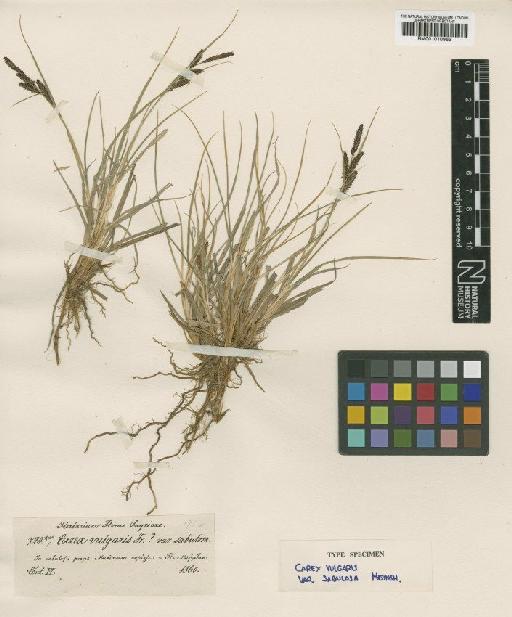Carex nigra (L.) Reichard - BM001010963