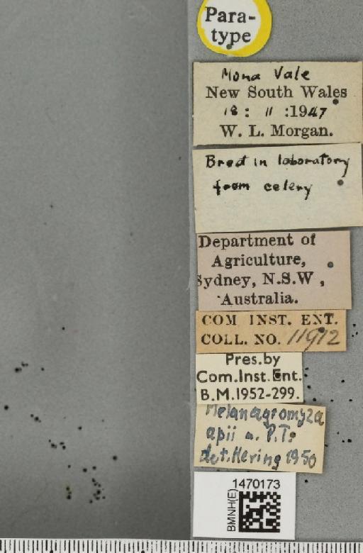 Melanagromyza apii Hering, 1951 - BMNHE_1470173_label_44724