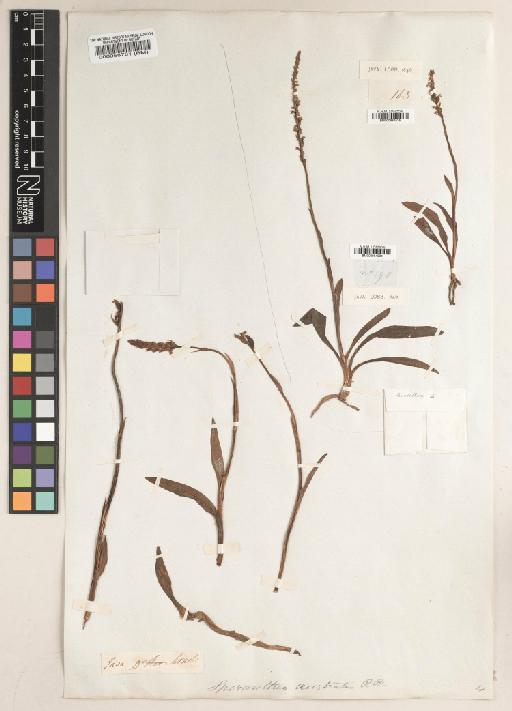 Spiranthes sinensis (Pers.) Ames - BM000984535