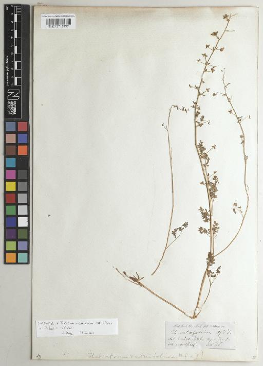 Thalictrum rutifolium Hook.f. & Thomson - BM013718937