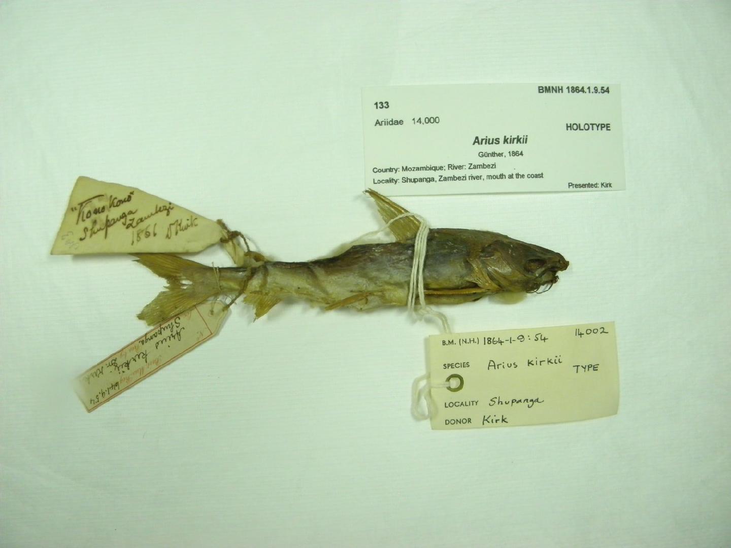 To NHMUK collection (Arius kirkii Günther, 1864; HOLOTYPE; NHMUK:ecatalogue:2596330)