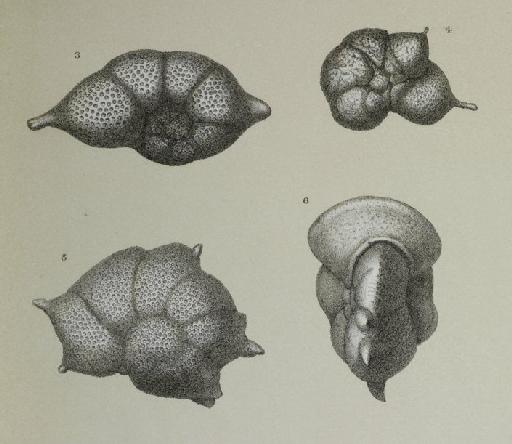 Anomalina polymorpha Costa, 1856 - ZF1086_97_3_Discoanomalina_semipuctata.jpg