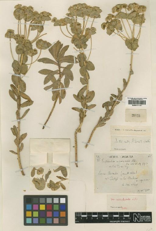 Euphorbia nicaeensis All - BM000751483