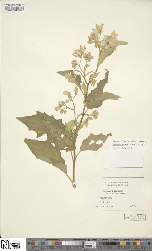 Solanum guaraniticum St-Hil - BM000087549