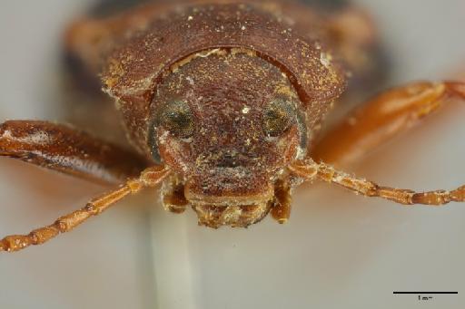 Poecilesthus viridipennis Pascoe, 1868 - 014663302_Poecilesthus_viridipennis_ST_anterior_face