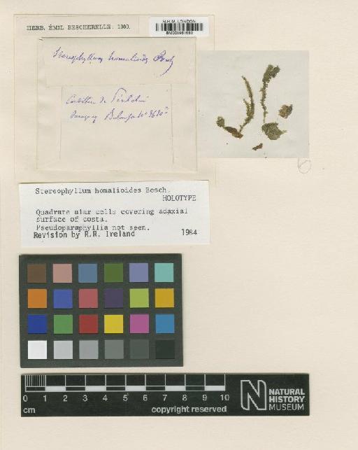 Stereophyllum homalioides Besch. - BM000961550_a